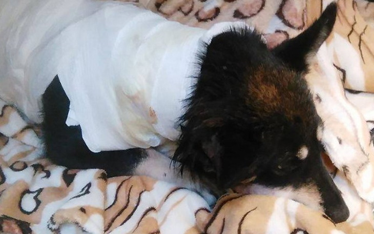 Zbiórka Pogryziony Lucek walczy o życie - zdjęcie główne