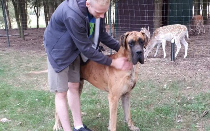 Zbiórka Karma dla psow - zdjęcie główne