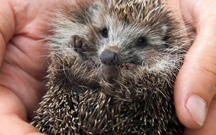 Zbiórka Urodzinowa zbiórka dla jeży - zdjęcie główne