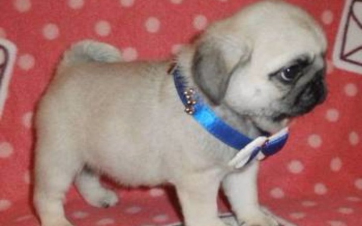 Zbiórka Na szczeniaczka - zdjęcie główne