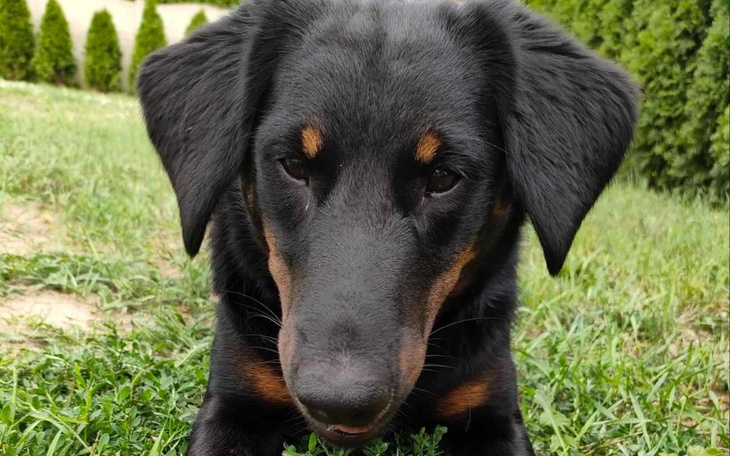 Zbiórka Nowy wzrok dla Misi - zdjęcie główne