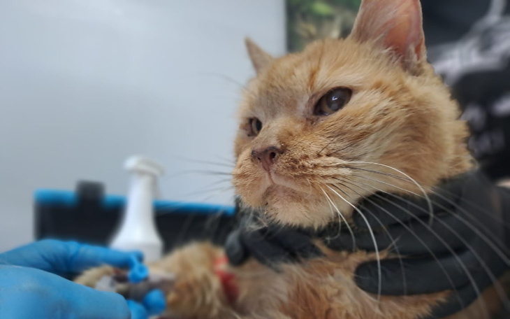 Rudy kot w rękach weterynarza, z bliskim ujęciem.