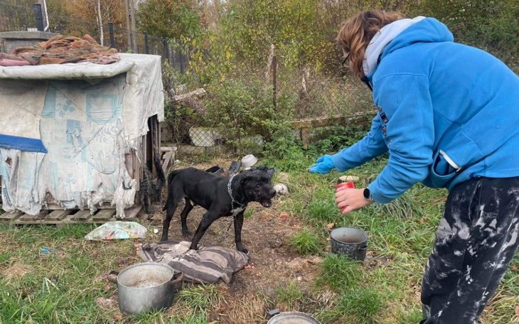 Zbiórka Uśpić czy leczyć psa z łańcucha - zdjęcie główne