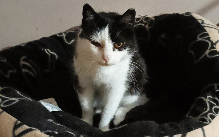 Zbiórka Poproszę jedzonko Orzeszka - zdjęcie główne