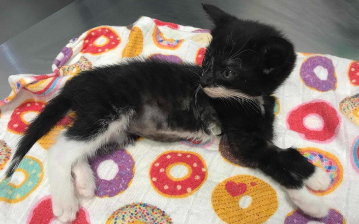 Zbiórka Lipiec... kociaki proszą o pomoc - zdjęcie główne