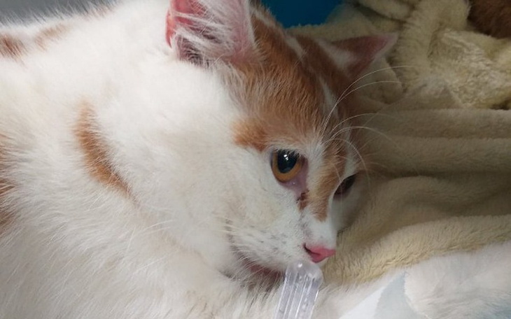 Zbiórka Zapalenie płuc może ją zabić ! - zdjęcie główne