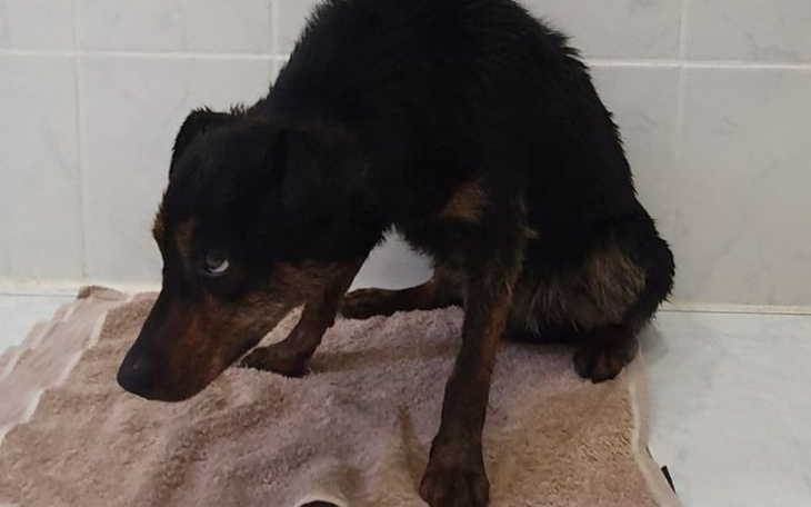 Zbiórka Żył na sznurku za stodołą - zdjęcie główne