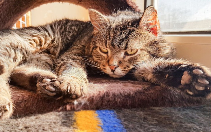 Zbiórka Czupurek walczy o życie - zdjęcie główne