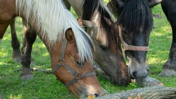Zbiórka Życie dla Jadzi - miniaturka zdjęcia
