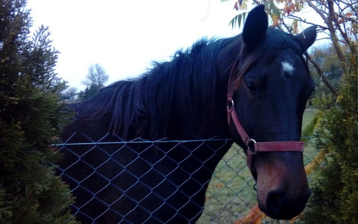 Zbiórka Odbudujmy razem DOM dla Koni - zdjęcie główne