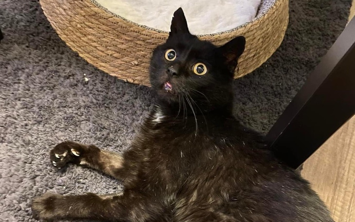 Zbiórka Leczenie i diagnostyka Morcika - zdjęcie główne