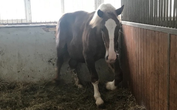 Zbiórka Źrebaczek z przepukliną - zdjęcie główne