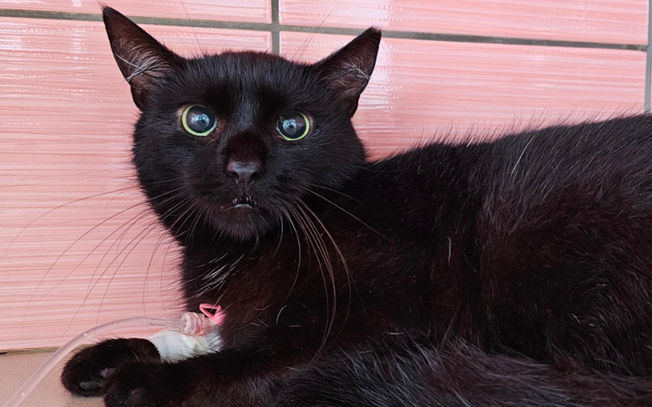 Zbiórka Michałek i inne nieszczęścia - zdjęcie główne