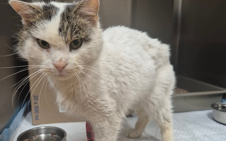 Biały kot w lecznicy, z niepewnym spojrzeniem.