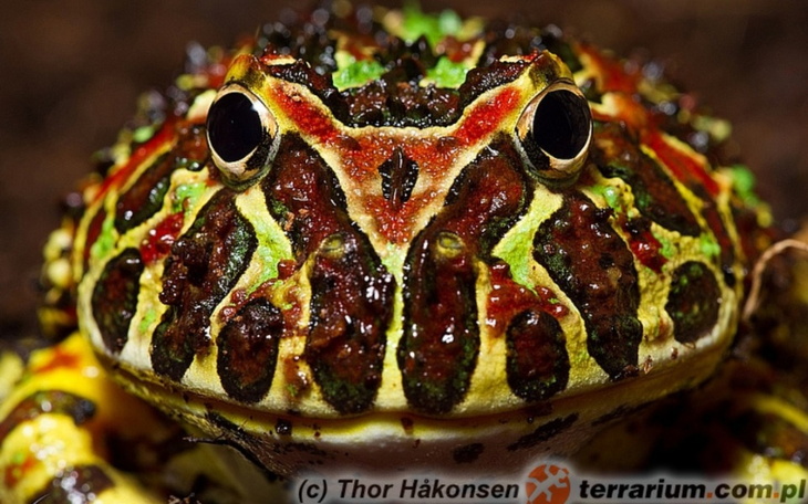 Zbiórka Na żabę - zdjęcie główne