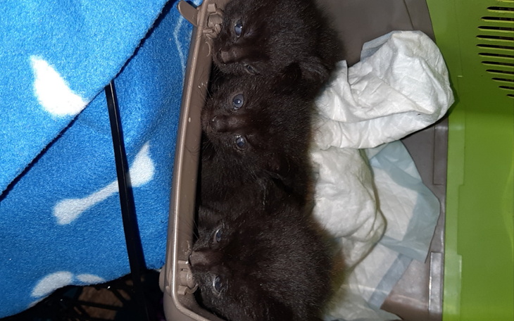 Zbiórka Karma,leczenie.sterylizacja. - zdjęcie główne