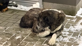 Zbiórka Przymarzały do betonu. Pomocy. - miniaturka zdjęcia