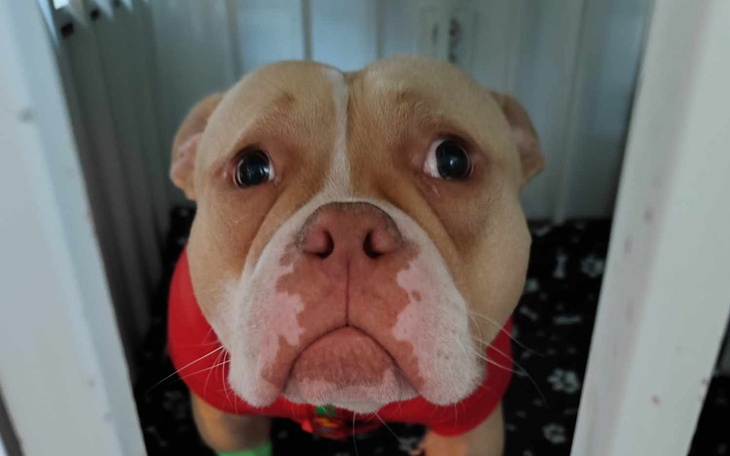 Zbiórka Na ratowanie życia Bully Pocket - zdjęcie główne