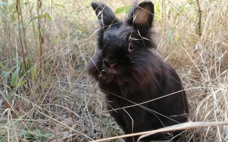 Zbiórka Na zabieg królika Majora - zdjęcie główne