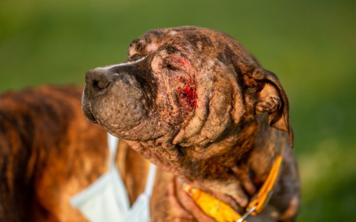 Zbiórka DRAMAT KIMI - ratuj razem z nami - zdjęcie główne