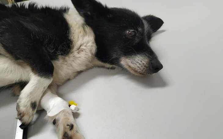 Zbiórka Na karmę,leczenie i lepsze życie - zdjęcie główne