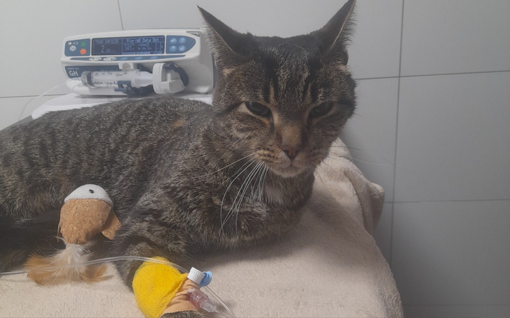 Kot leżący na stole, z opatrunkiem i zabawkami obok.