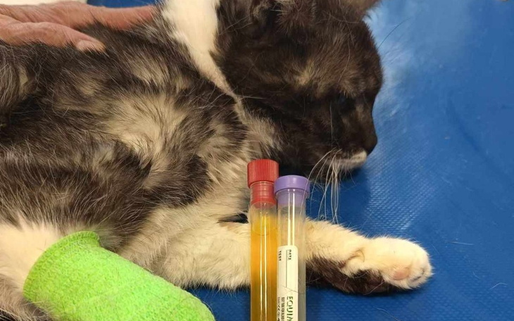 Zbiórka Dusia walczy o swoje życie - zdjęcie główne