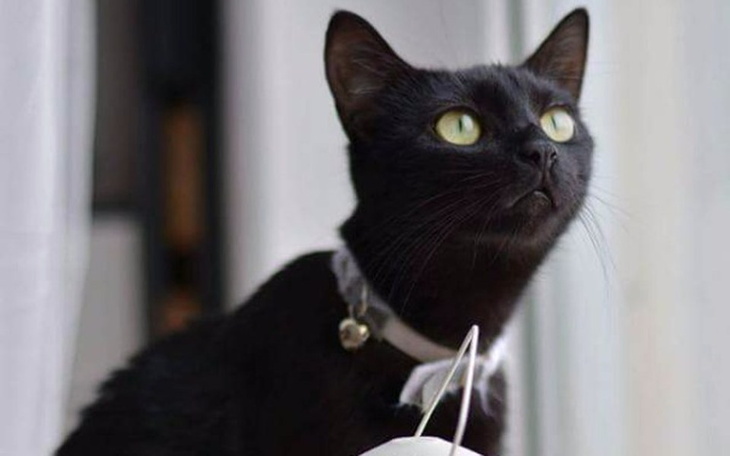 Zbiórka Leczenie/ tomografia Melki - zdjęcie główne