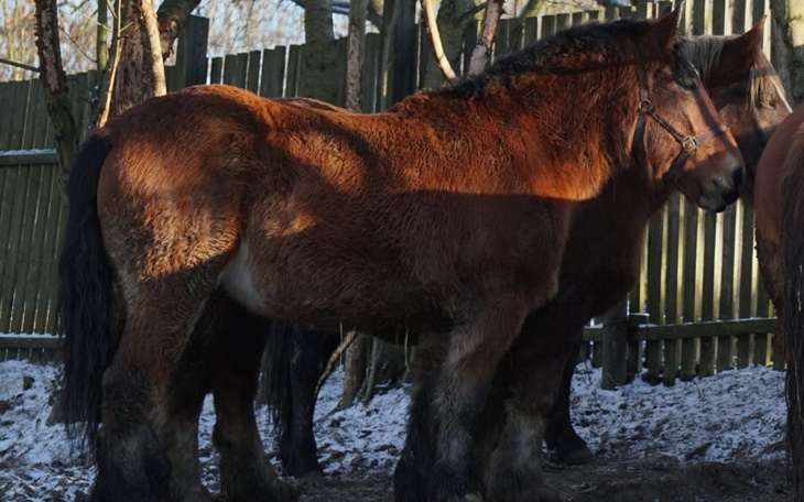 Koń w stajni, z brązowym futrem, stojący wśród innych koni.