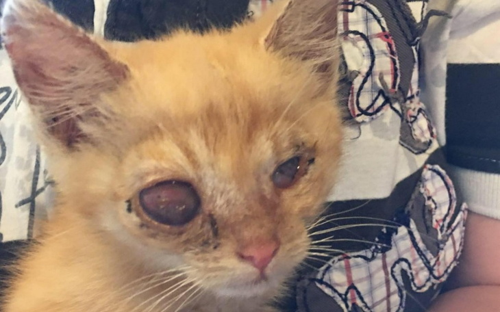Zbiórka Uratujcie moje kocie oczka, - zdjęcie główne