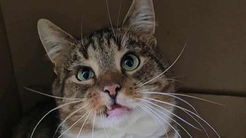 Zbiórka Jestem Rysiu i chcę wyzdrowieć - miniaturka zdjęcia