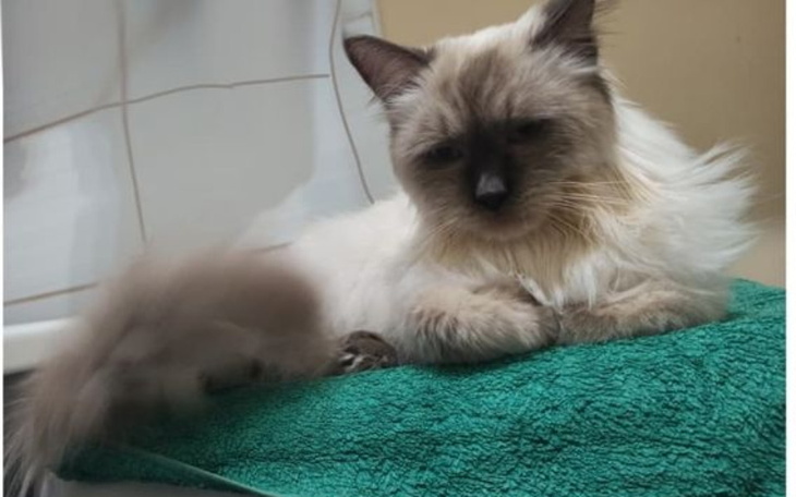 Zbiórka Uratujmy ponownie życie Arcziego - zdjęcie główne