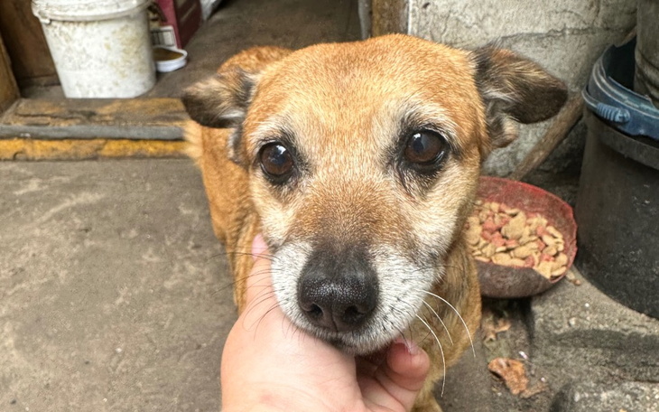 Zbiórka Dwie pilne kastracje - zdjęcie główne