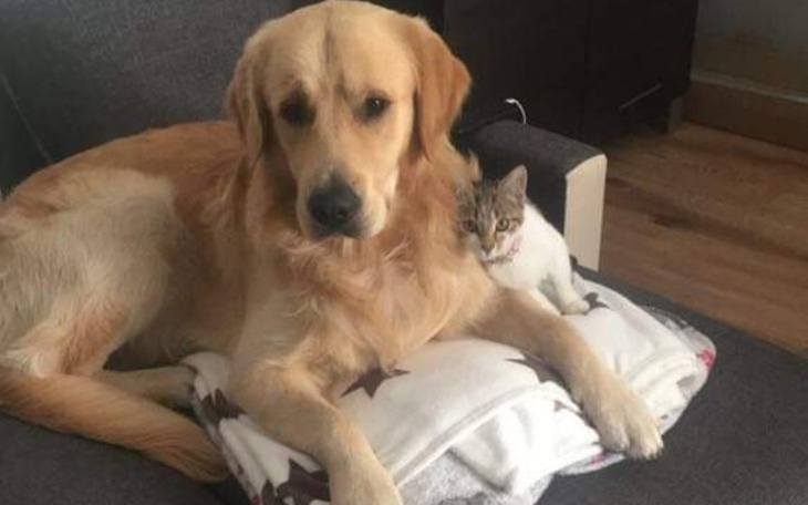 Zbiórka Rezonans głowy dla Leonka - zdjęcie główne