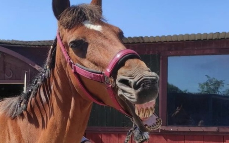 Zbiórka Leczenie Indy - zdjęcie główne