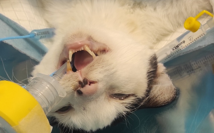 Zbiórka Dla Krówka na leczenie. - zdjęcie główne