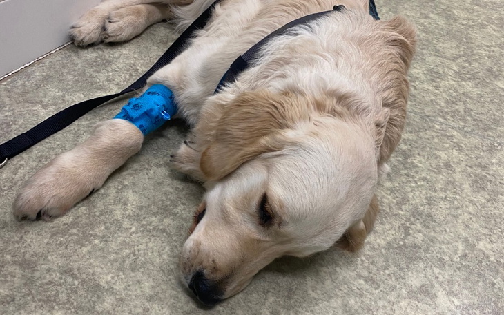 Śpiący pies rasy golden retriever w klinice weterynaryjnej.