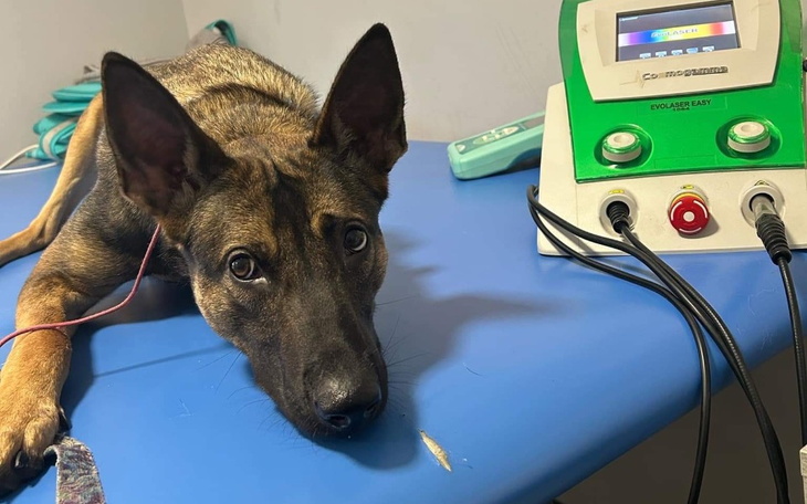 Pies na stole weterynaryjnym, z urządzeniem do terapii.