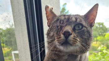 Zbiórka Dość cierpienia kota Gapcio - miniaturka zdjęcia