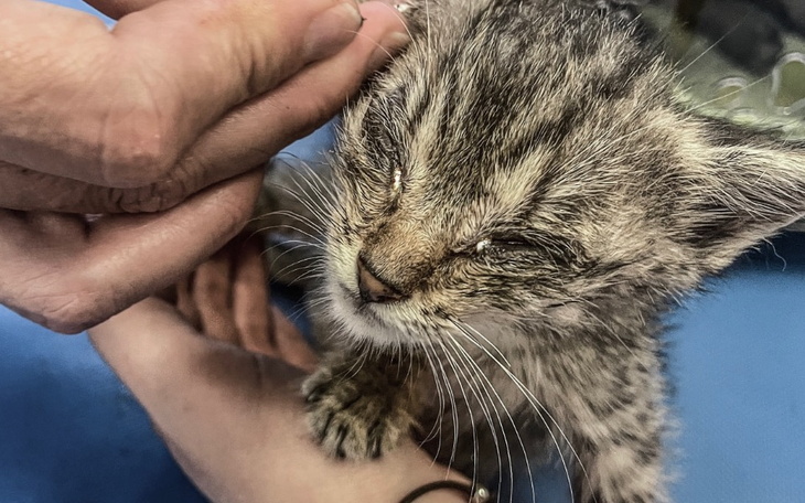 Zbiórka Zabierajcie, bo utopi w szambie - zdjęcie główne