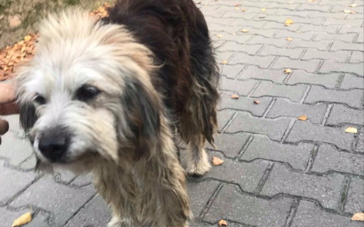 Zbiórka Koniec  tułaczki Menela - zdjęcie główne