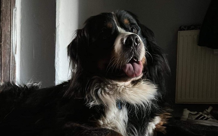 Zbiórka Na leczenie łapki psa - zdjęcie główne