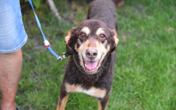 Zbiórka Hotelik dla Xsary - zdjęcie główne