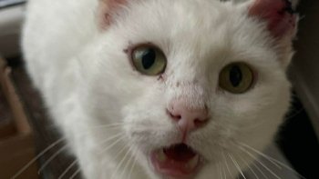 Zbiórka Ratujemy kotkę, którą zawiedli.. - miniaturka zdjęcia