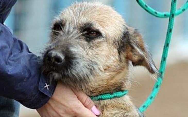 Zbiórka ❤... NASZA  droga  do  DOMU ...❤ - zdjęcie główne