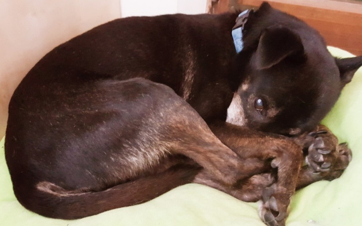 Zbiórka Nero - na diagnostykę i leczenie - zdjęcie główne