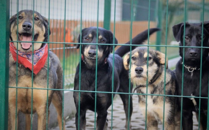 Cztery psy w schronisku, patrzące przez ogrodzenie.