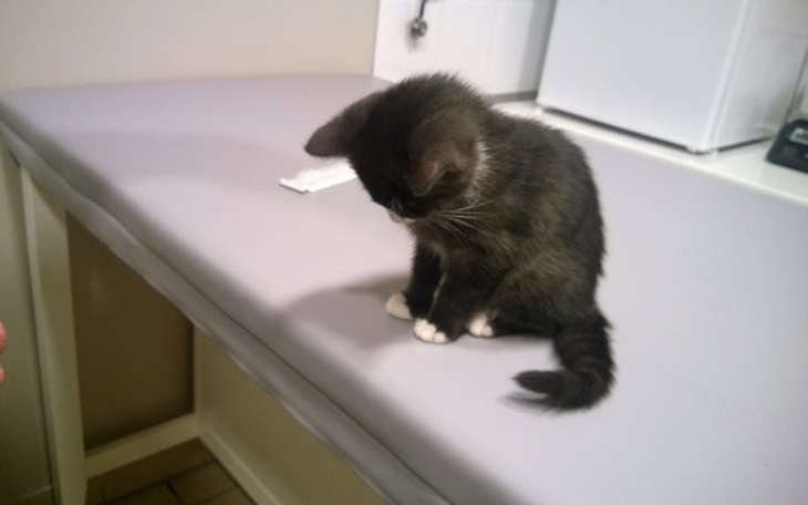 Zbiórka Panleukopenia  zabija !!!!! - zdjęcie główne