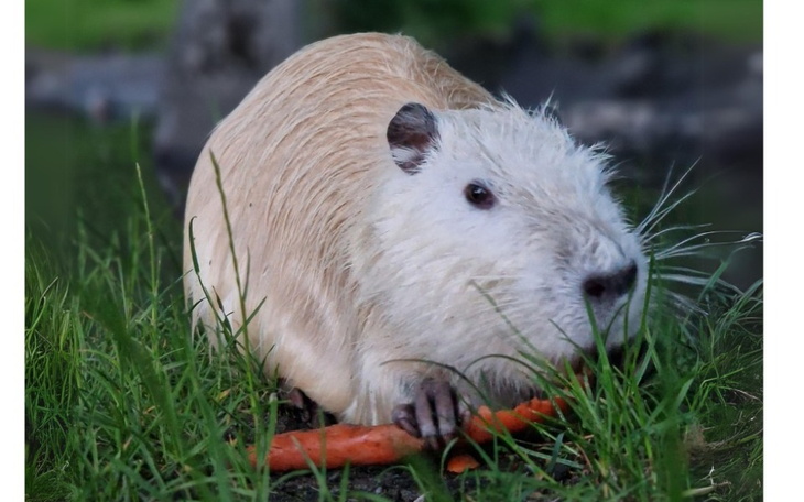 Bóbr odpoczywający na trawie, trzymający marchewkę w łapach.