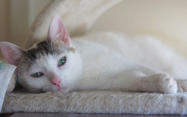 Zbiórka Mruczarnia – sierpień - zdjęcie główne